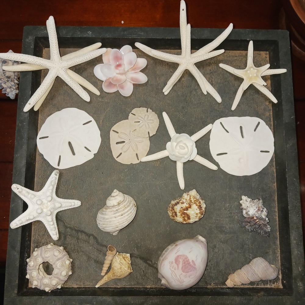 Natural Sea Shells Starfish Sand Dollars Sea Urchin Oddities Crafting Supplies